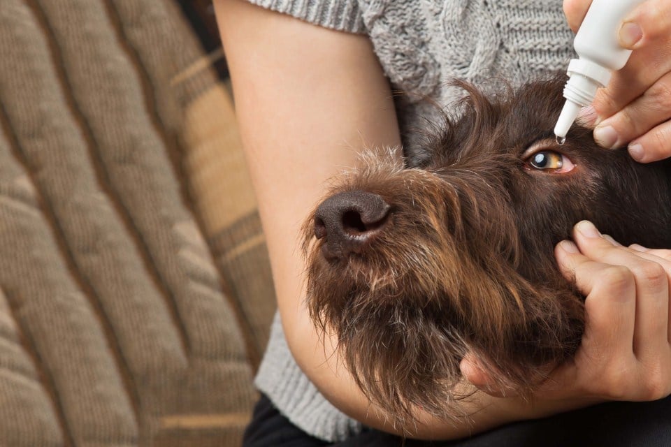 Szemápolás kutyáknál - a szemcsepp helyes alkalmazása
