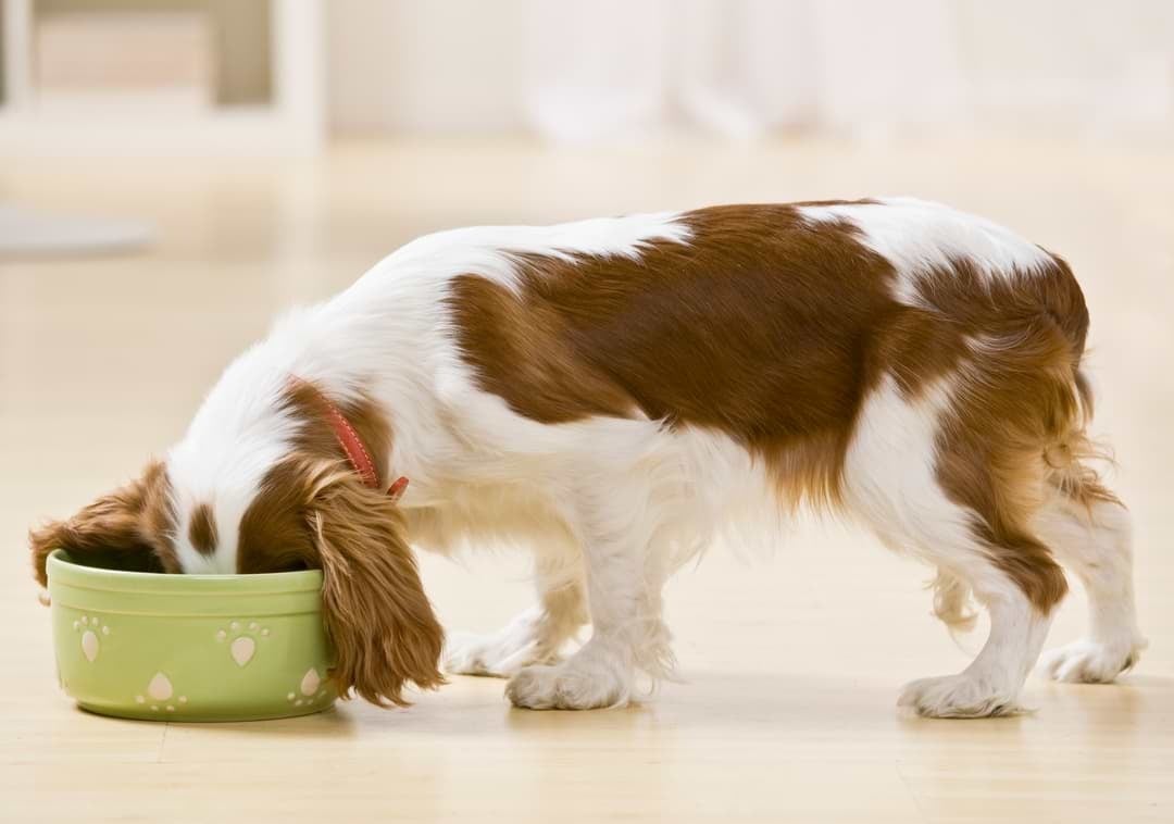 Milyen tünetek jelzik, ha a kutya cukorbeteg? A sok vízivás is fontos jelzés - Az Én Kutyám