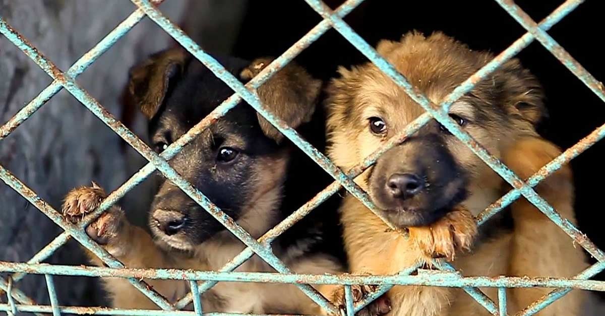 Szigorodnak az állatvédelmi törvények - nem árusíthatják kutyák és macskák húsát a Yulin-i fesztiválon