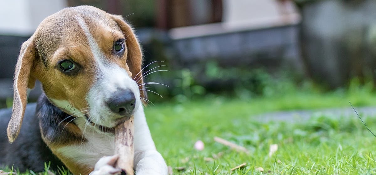 8 természetes gyógymód kutyánk Gardia-fertőzése esetén