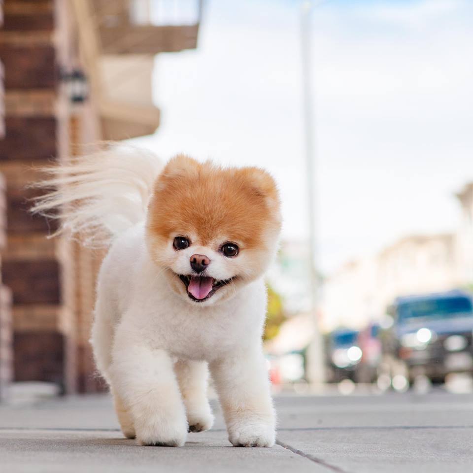 Boo-t a világ legcukibb kutyájának választották - nem alaptalanul