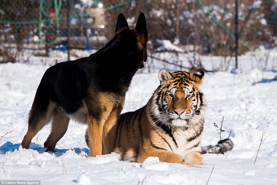 A Szibériai Tigris Oázisa parkban kutya és tigris is jól megfér egymás mellett