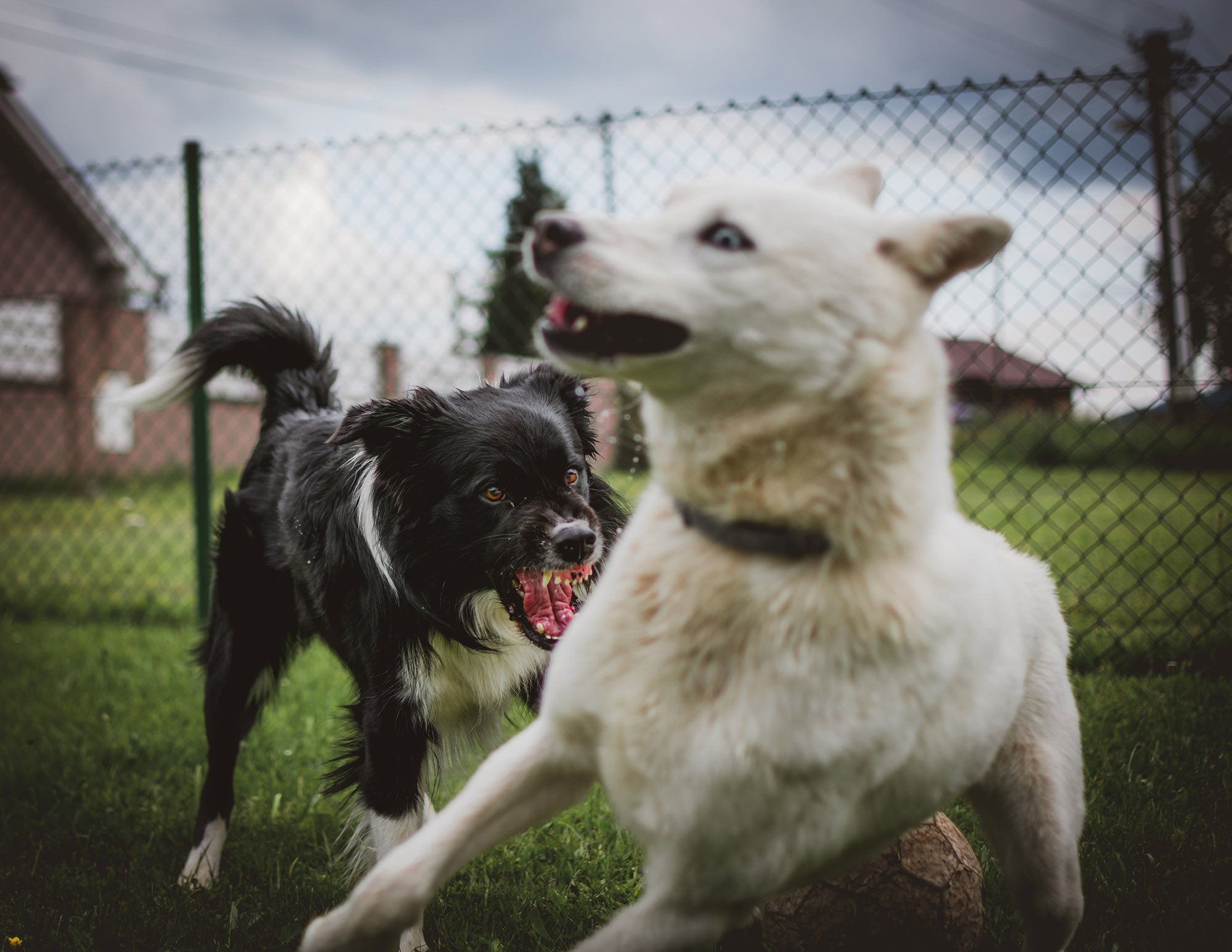 A játék, a fekhely, vagy épp az élelem védelme is kiválthat agresszív viselkedést a kutyából
