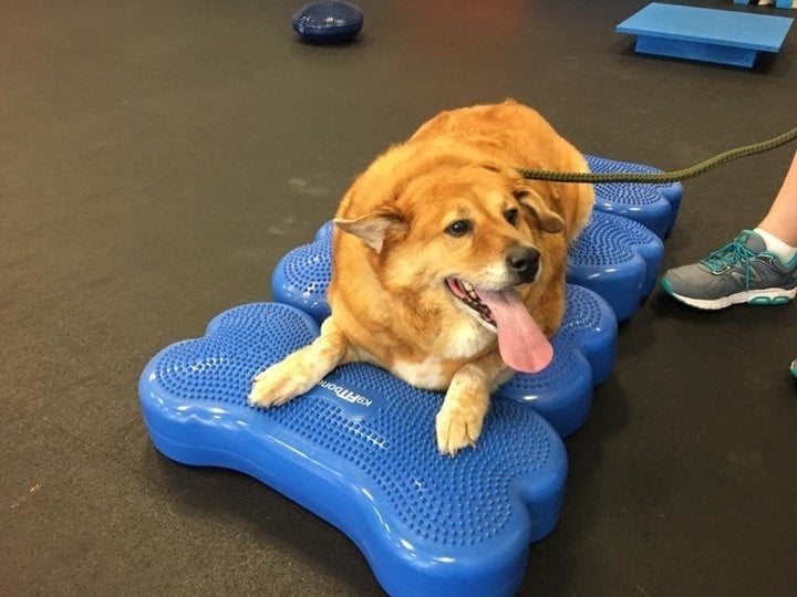Kutyafitness - Strudel edzés közben pihen