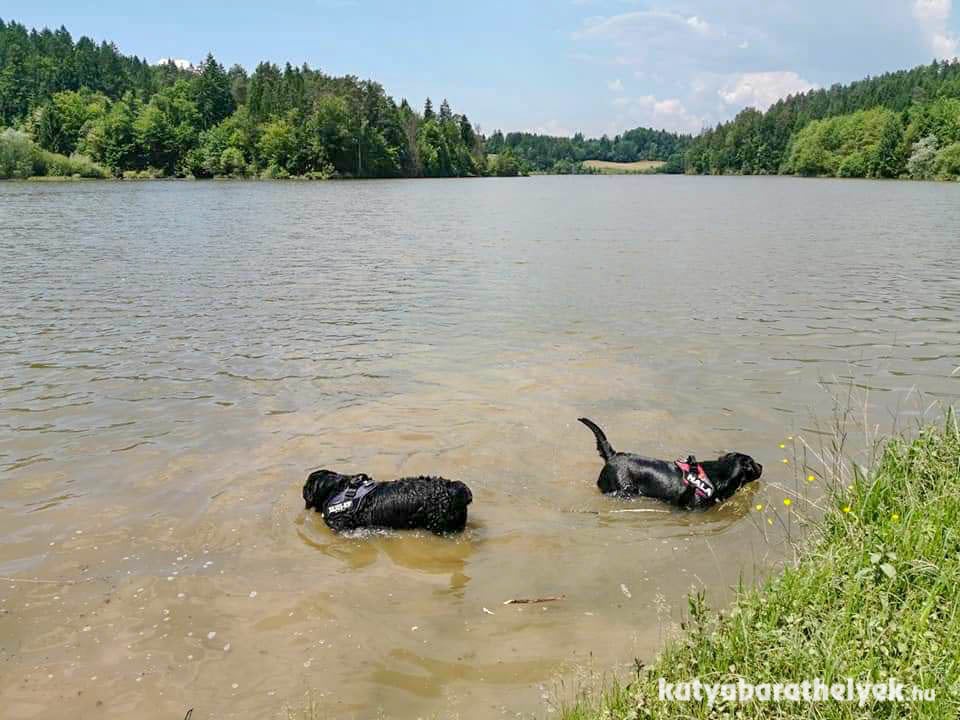 A két labrador a Gradiško Jezero tóban is meg tudott mártózni