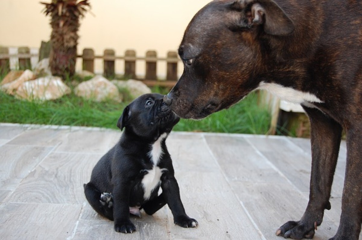 Mama és kicsinye - A felnőtt kutyák gyakrabban érintik össze orrukat a kölykökkel