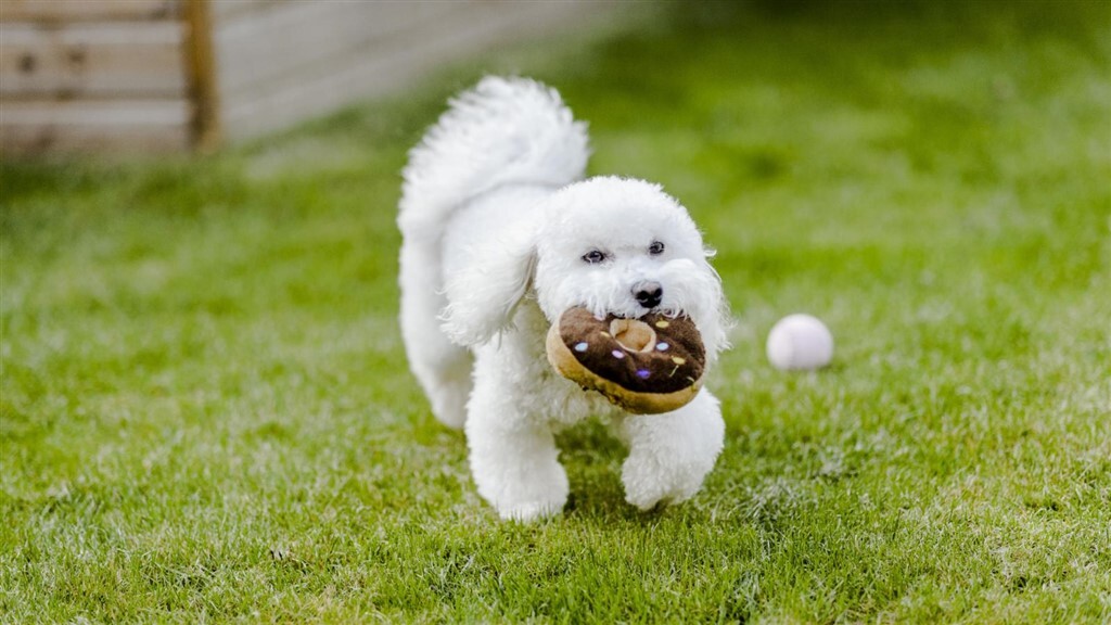 Bélférgesség - A kutya játékaira is rátapadhatnak a kórokozók