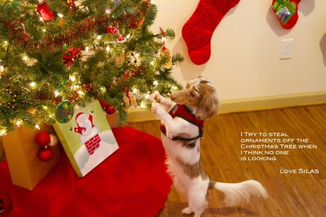 Ez a kutyus azt hiszi, senki nem látja, hogy karácsonyfadíszt készül lopni...
