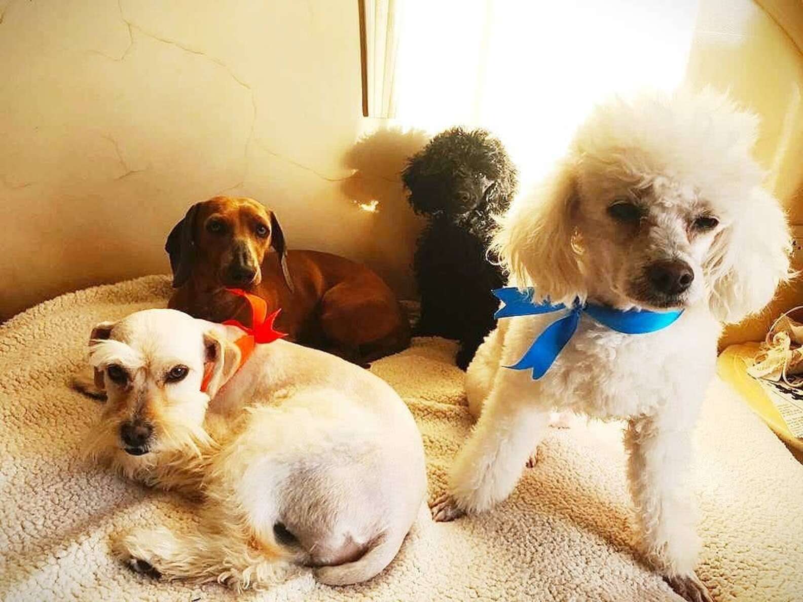 Mina kutyus és barátai - Szerencsés balesete után még jobban vigyáznak majd rájuk a gazdik
