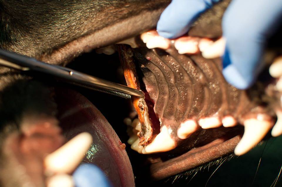 A bot beékelődhet a kutya szájába, fogai közé, belefúródhat fogínyébe