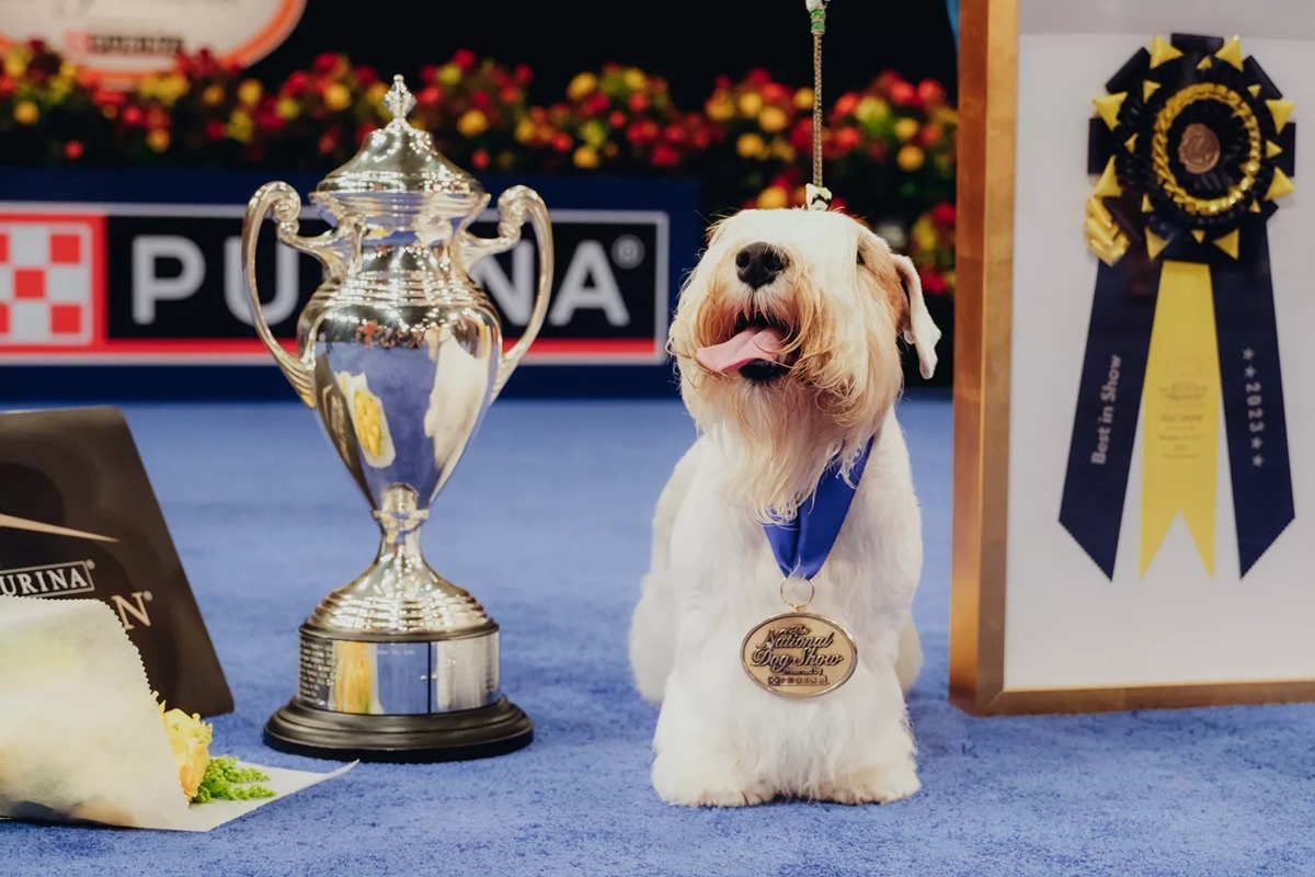 Best In Show - Stache, a Sealyham Terrier lett a legszebb kutya