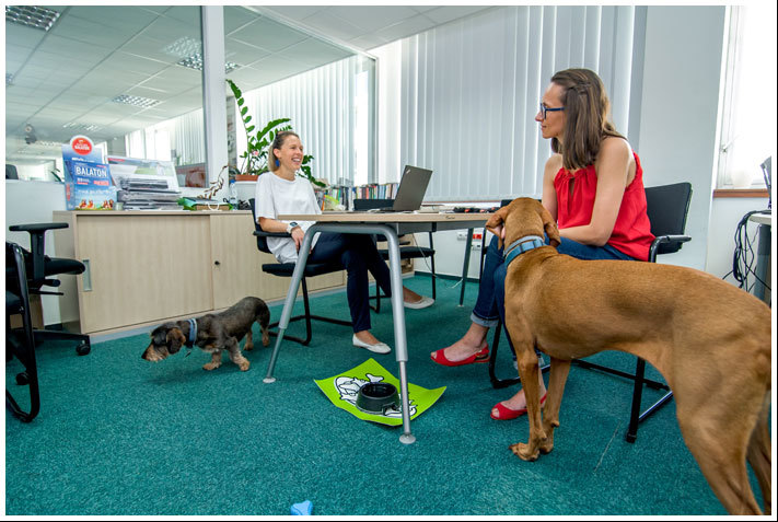 Több interakció létesül a munkavállalók között a kutyáknak köszönhetően
