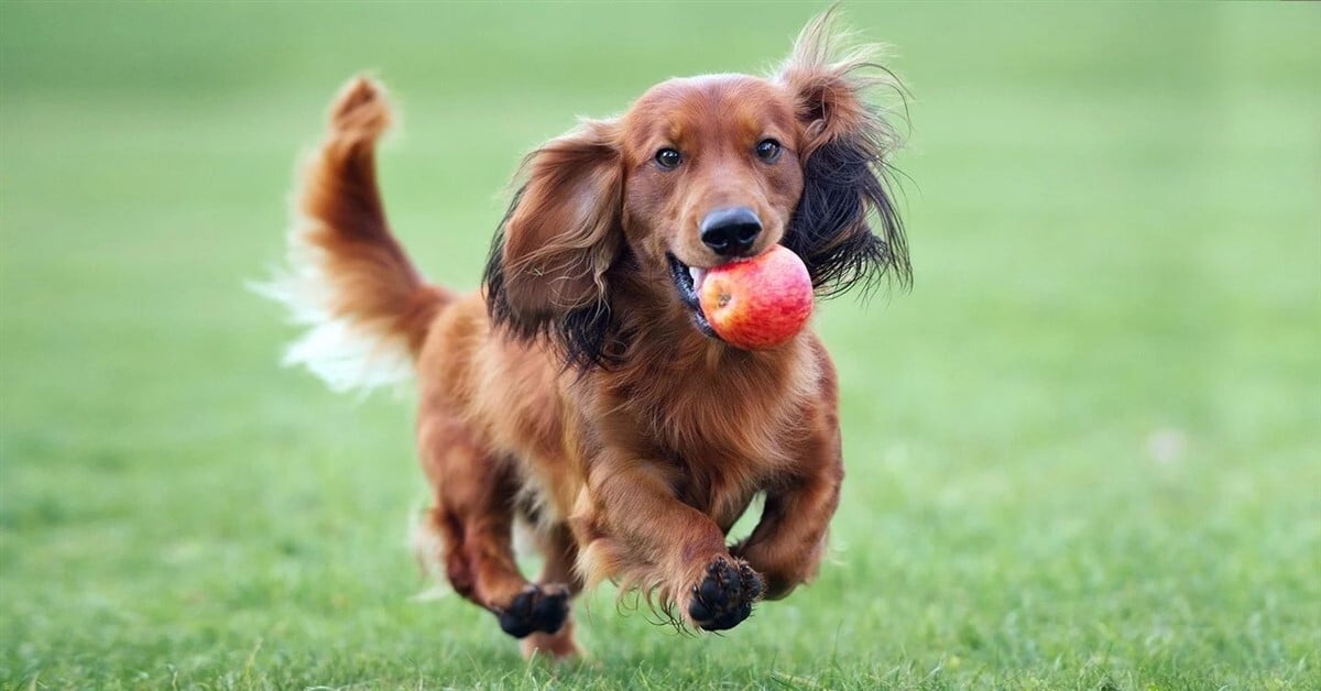 Ehető játék kutyáknak - Az alma, mint labda