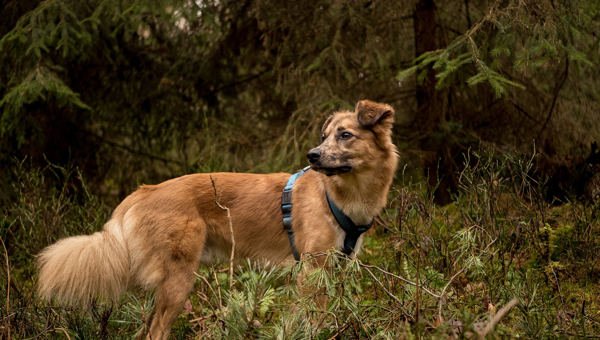 A nemzeti parkban tilos póráz nélkül sétáltatni a kutyákat, ám ezt sokan nem tartották be