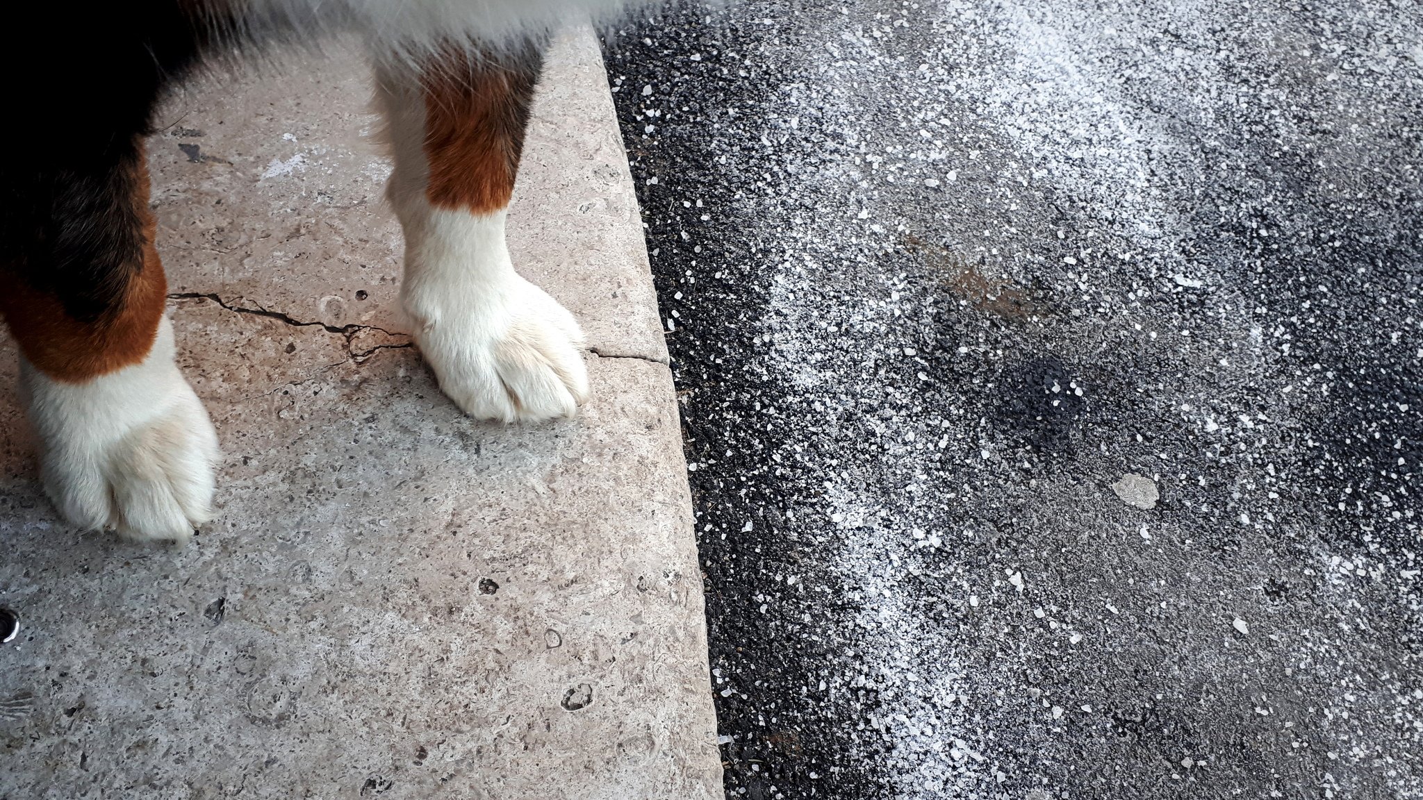 A városi kutyásoknak nincs könnyű dolga: már a házból kilépve is erősen sózott járdák fogadhatják őket