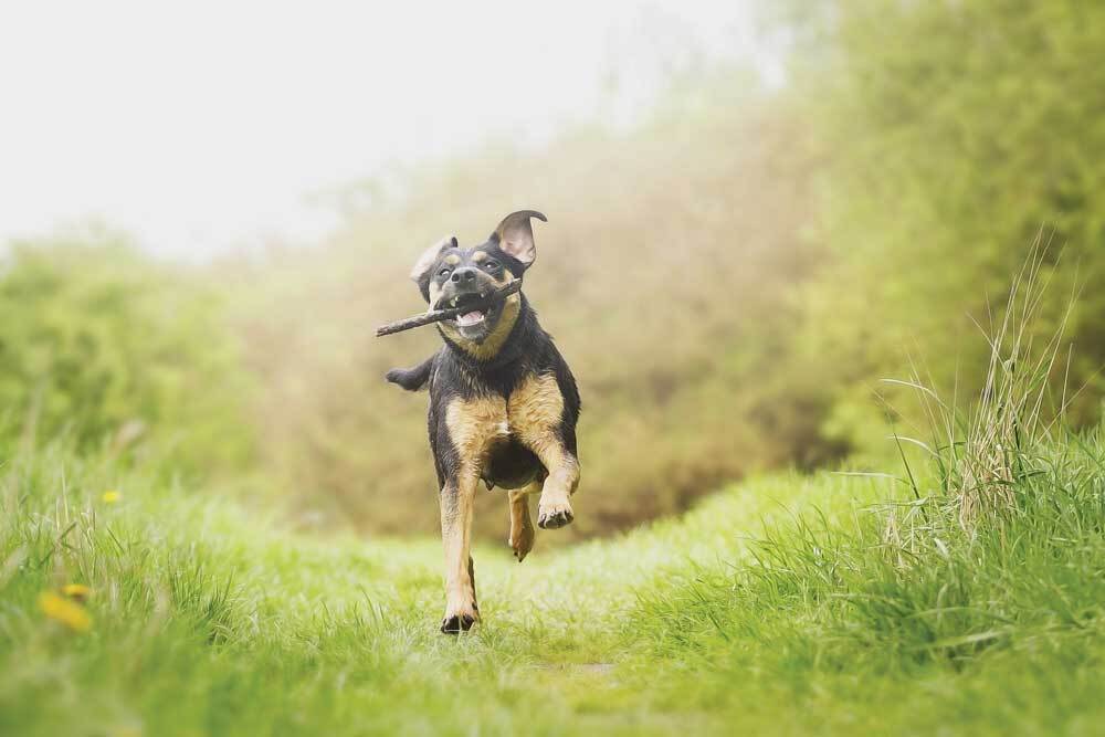Futás, játék közben is lenyelheti a kutya a bot darabjait