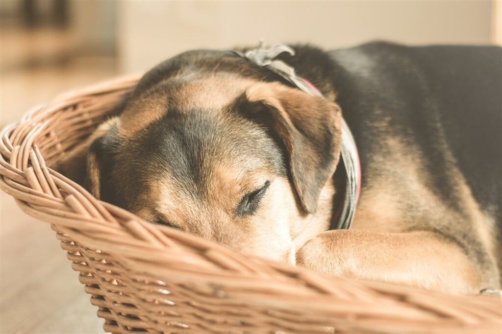 Daganatos betegségek kutyáknál - Fontos a nyugodt pihenés