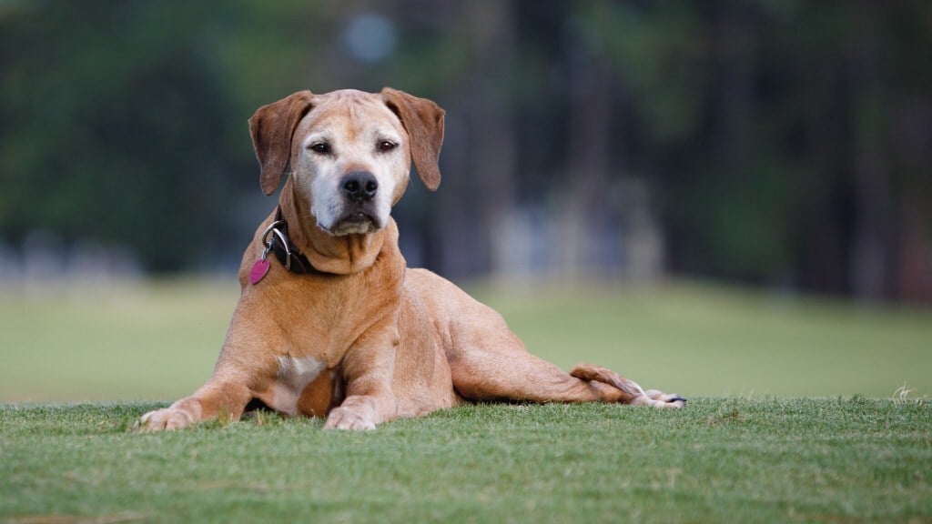Stroke - Idős kutyáknál jellemzőbb a betegség