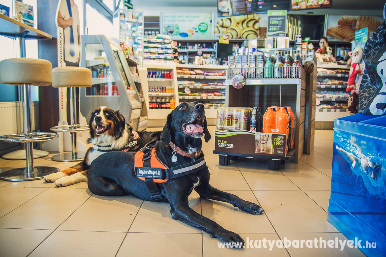 A légkondicionált shopba is bemehetnek a kutyák, ami hatalmas könnyebbséget jelent az utazó kutyásoknak a nyári hőségben