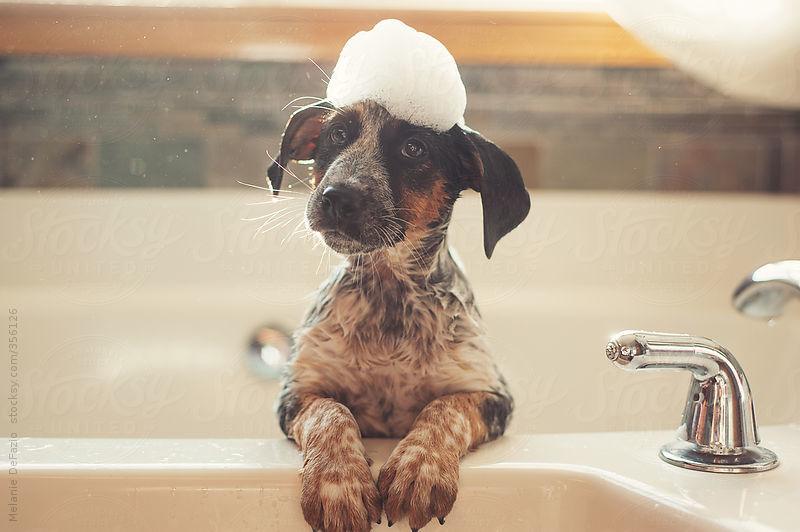 A speciális samponnal történő fürdetés is enyhítheti a kutya viszketését