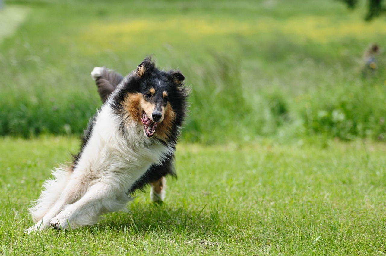 Szívrohamot kaphatnak a kutyák néhány divatos kutyatáptól - EgészségKalauz