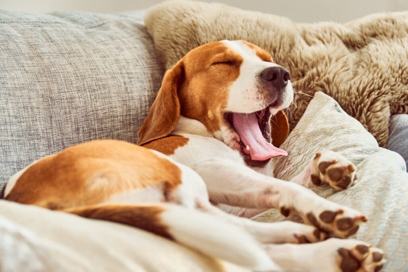 Ásítás kutyáknál - ez a beagle talán éppen most ébredezik álmából