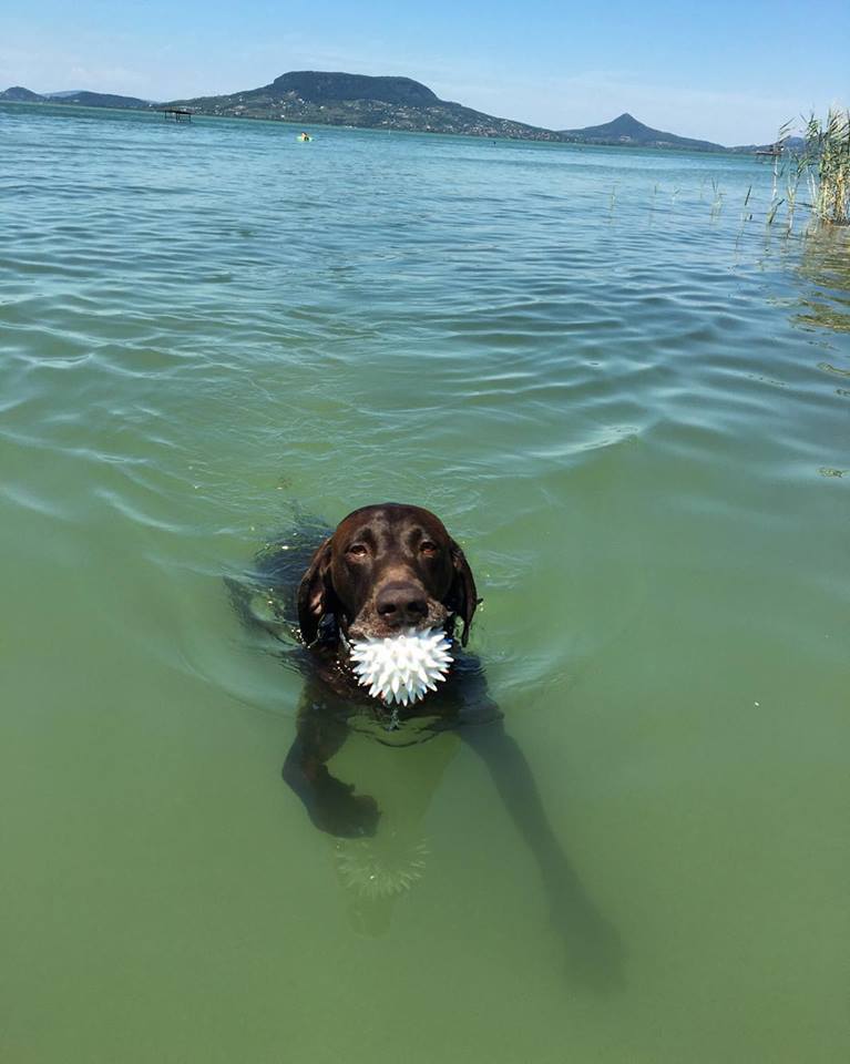 Mert a Balatonban úszkálni jó - a kutyáknak is!