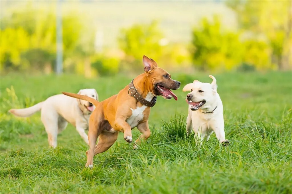 Nagyobb a fertőzés kockázata, ha adott helyen sok kutya fordul meg