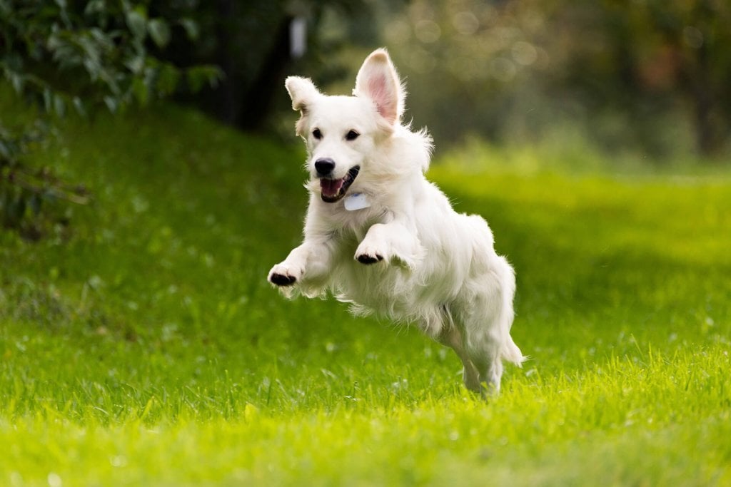 Egy kiadós futás a kutyáknak is jól tud esni