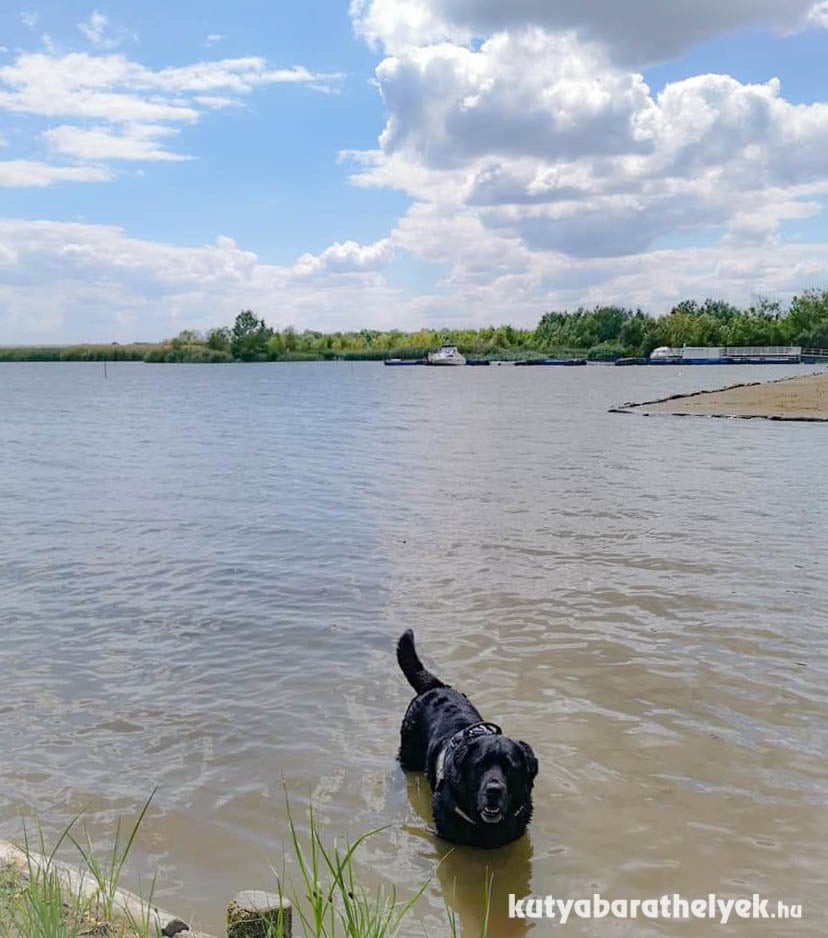 Vízimádó kutyákkal szezon előtt is élmény a Tisza-tó