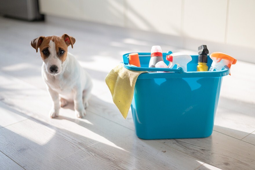 Kutya a fürdőszobában - A tisztítószerek, vegyszerek mérgezőek lehetnek