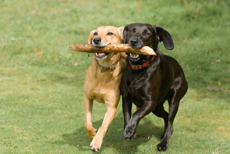 Kötődés kutyáknál - A jó barátok még a botot is megosztják egymással
