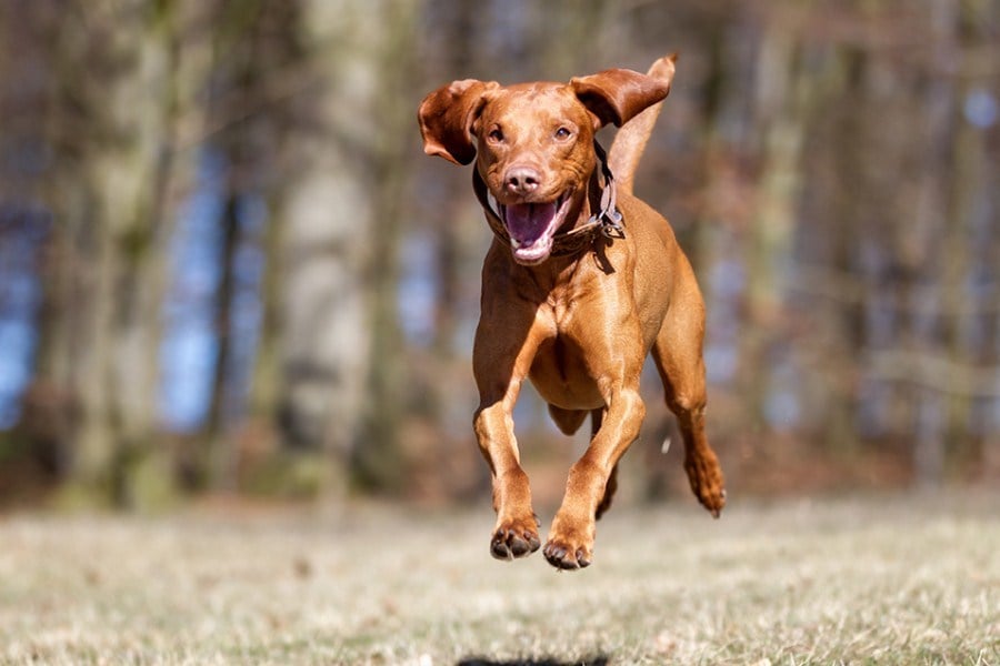 Az aktív életmódot jól kiegészítheti egy magasabb energiaszintű kutya