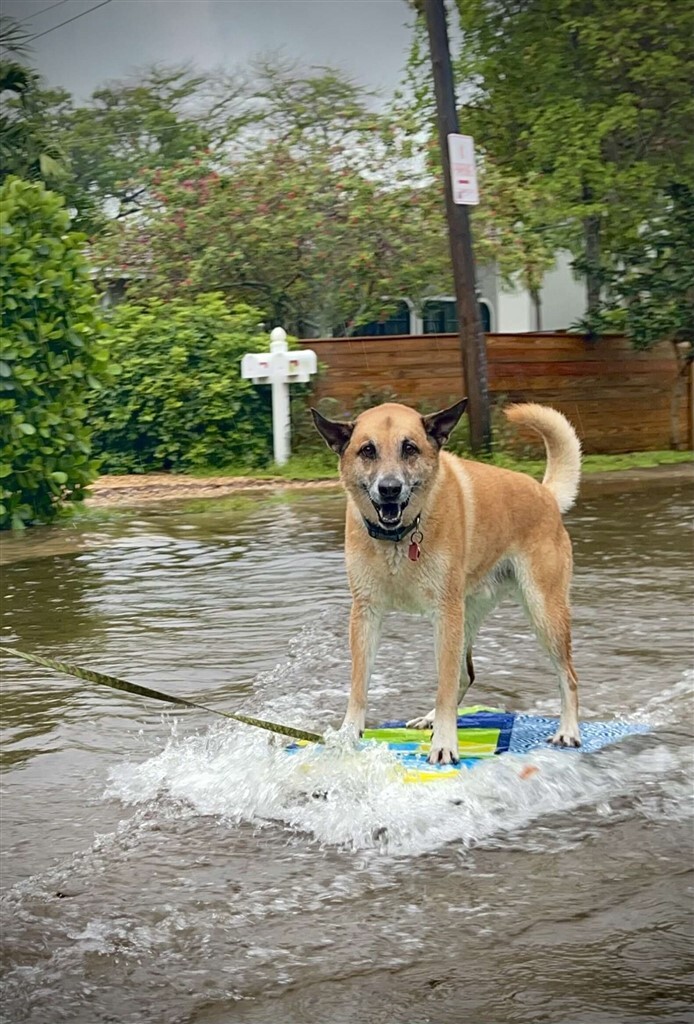 Bo, a szörfös kutya