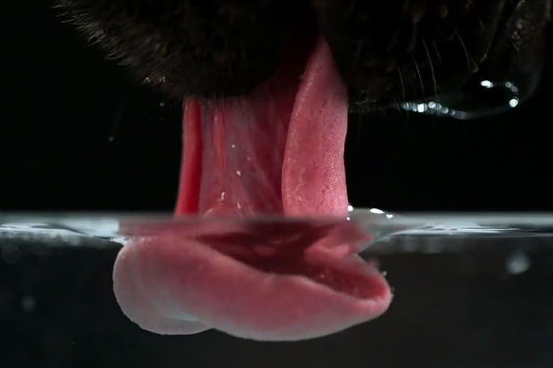 Az ivás folyamata kutyáknál - nyelvét a vízbe meríti és visszafelé hajlítja