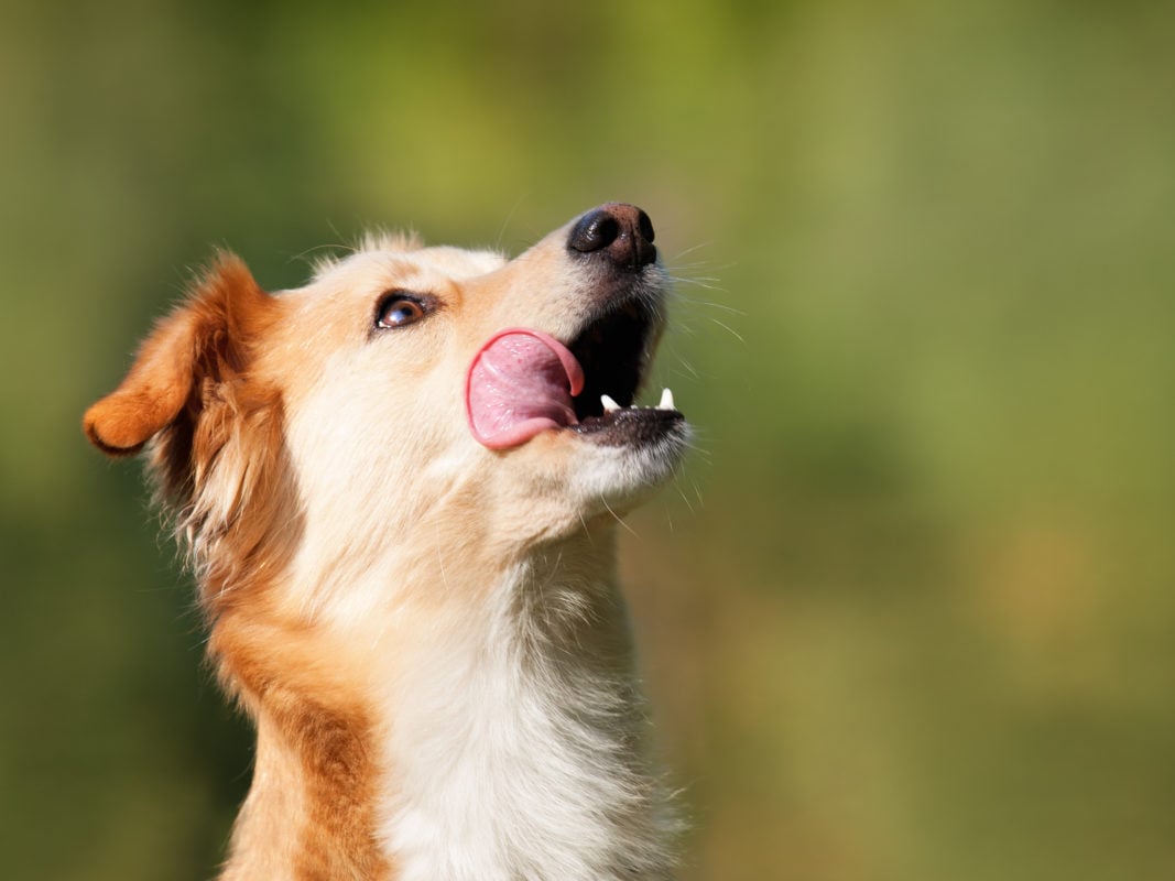 A kutya egészsége szempontjából is fontos a szájhigiénia és a rendszeres fogápolás