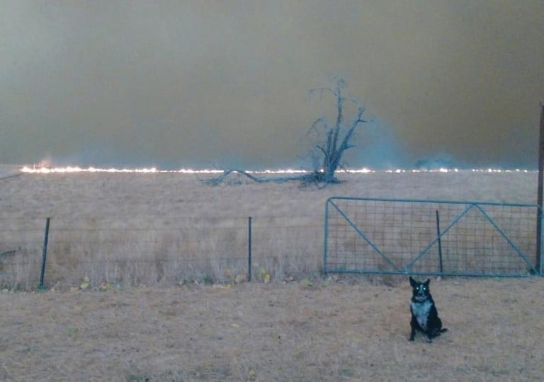Patsy a hátborzongató háttér előtt: a lángok egyre közelebb kerülnek a farmjukhoz