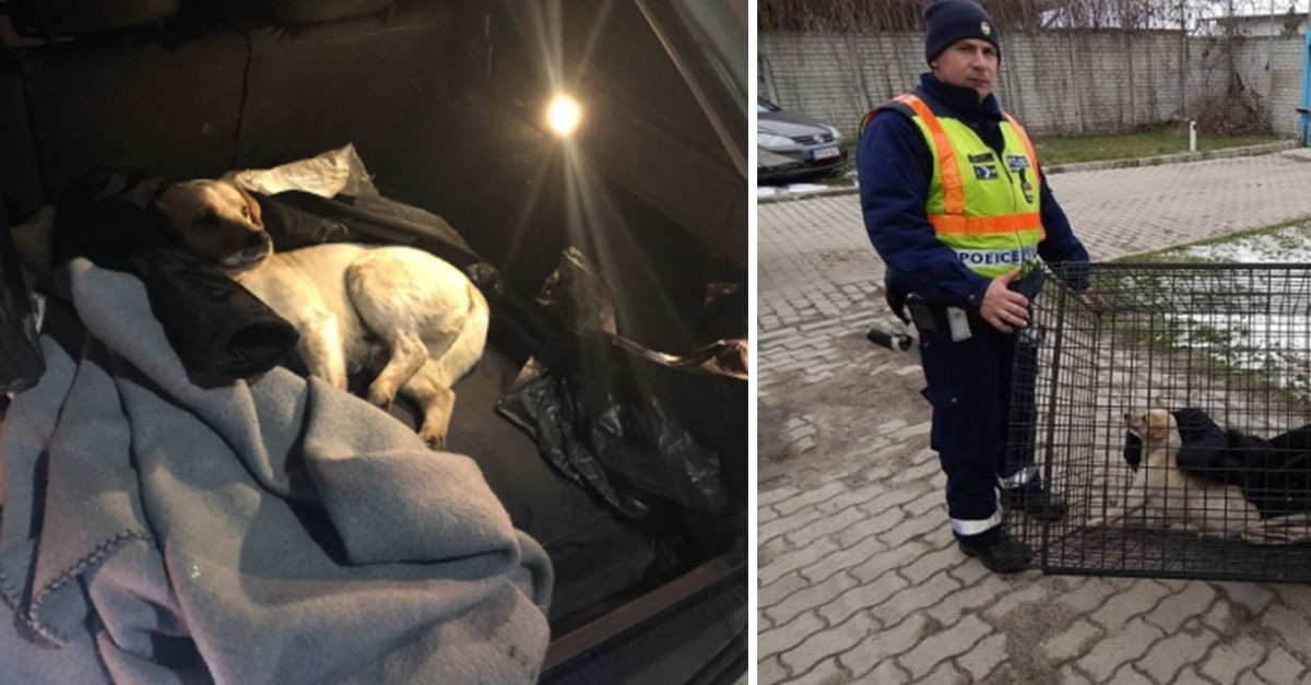 Rendőrök segítettek az elütött kutyán