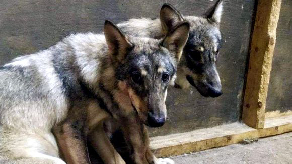 Farkas-kutya hibrideket szaporítottak az elkövetők