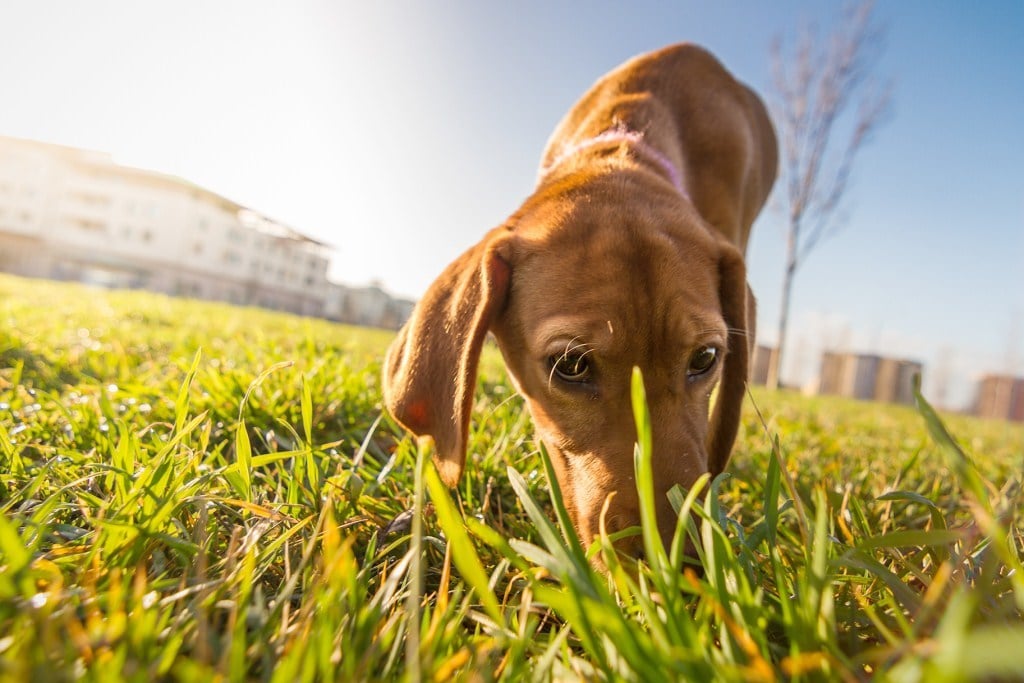 Idegentest is okozhat orrvérzést, ha a kutya szimatolás közben beszippantja
