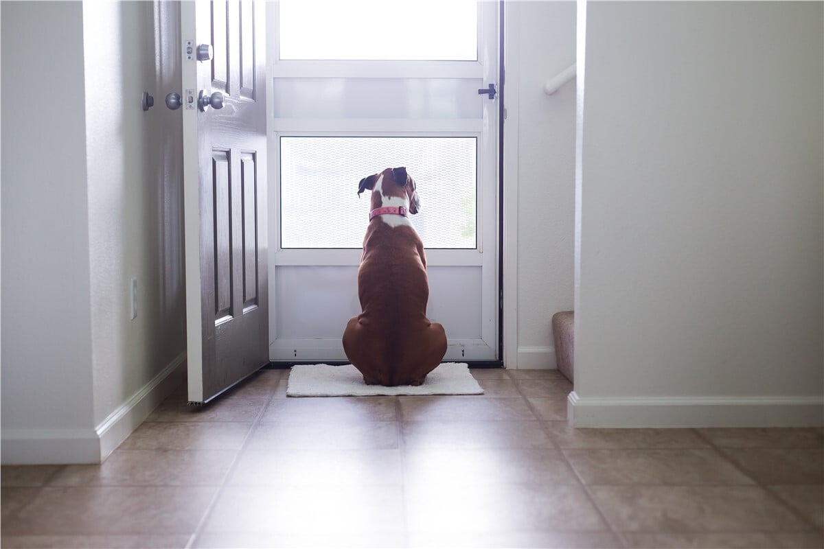 Az ajtóhoz megy és kitartóan vár - Lehet, hogy sétálni szeretne a kutya