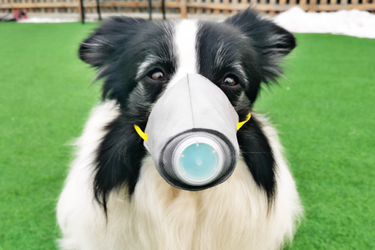 A gazdák már kutyájukra is maszkot adnak
