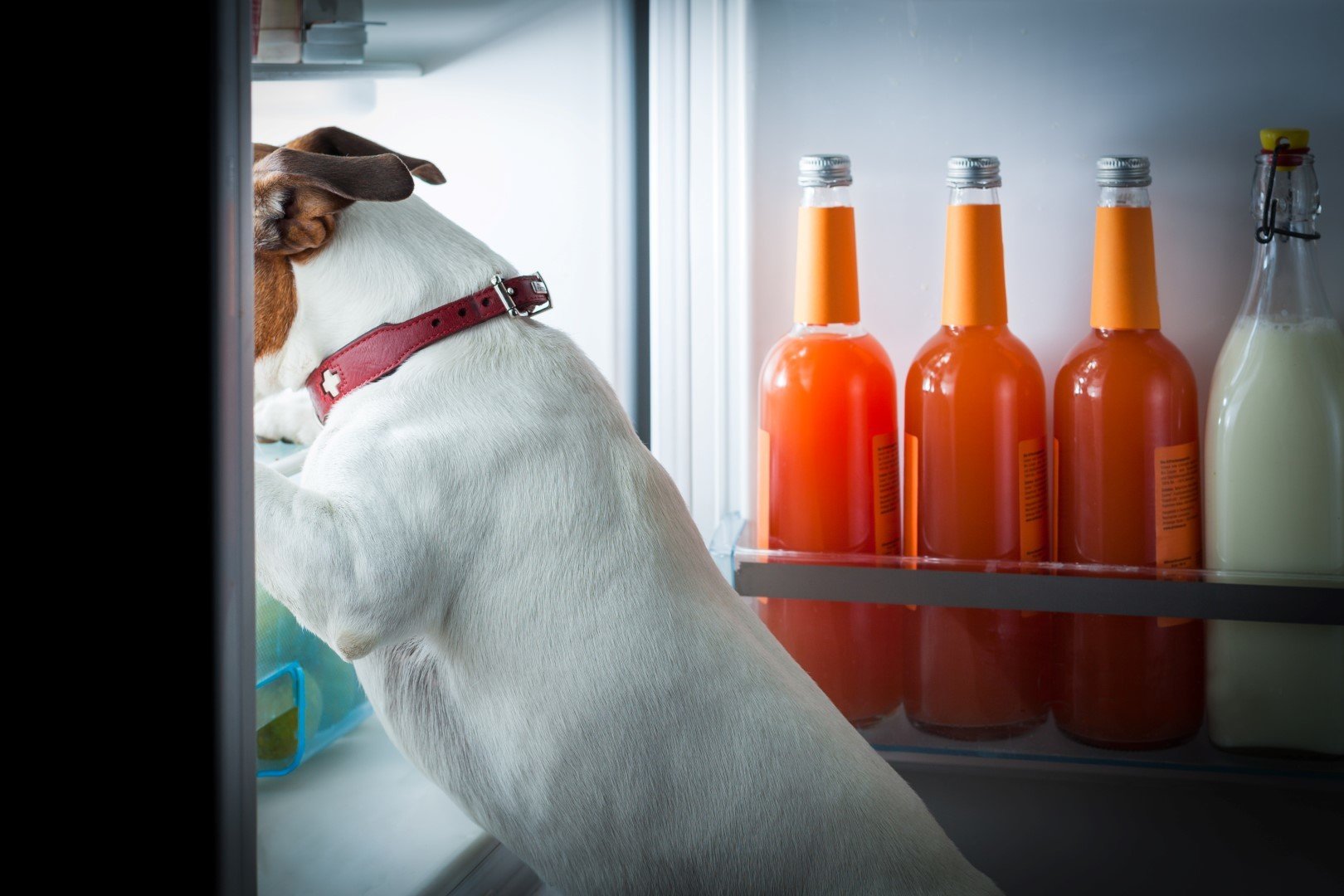 Úgy kell tárolni a xilitol tartalmú ételeket, hogy a kutya ne férhessen hozzá