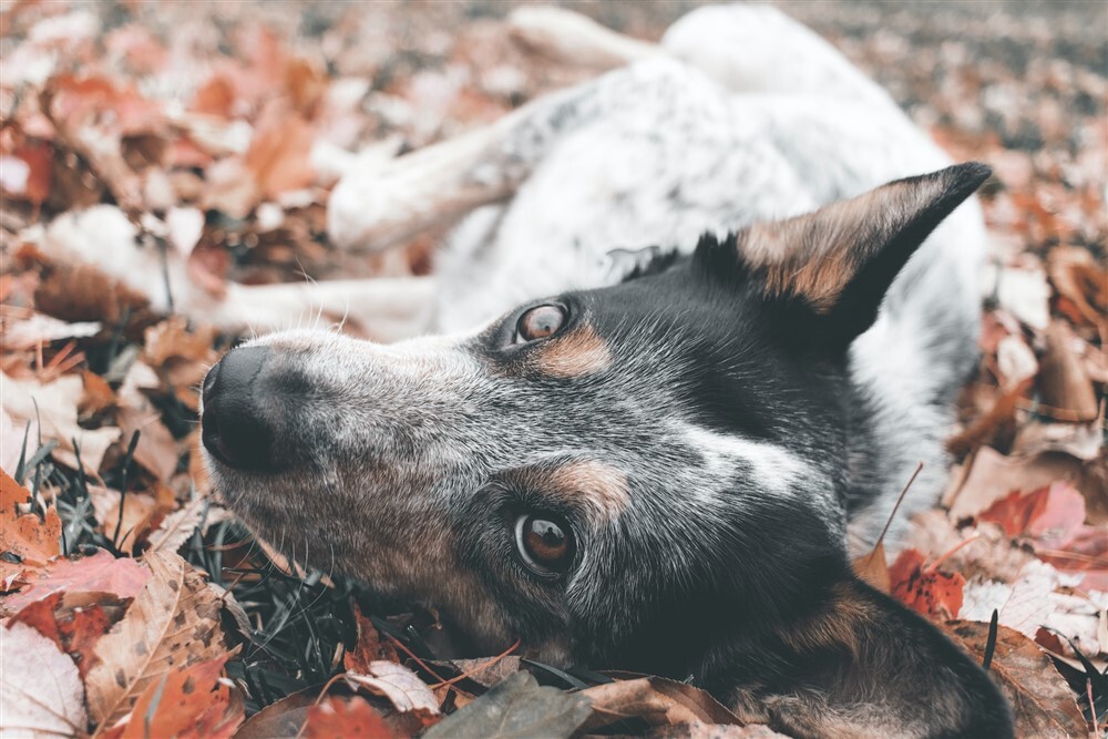 Hempergőzés a falevelek közt - Ősszel is talákozhat a kutya kullancsokkal