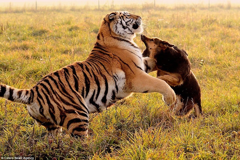 Tigris és kutya játéka a szlovákiai tigrisparkban