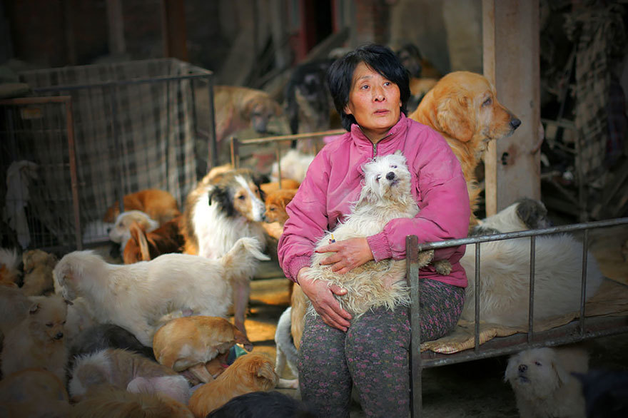 Segítőik is akadnak - 100 kutyát mentett meg ez a kínai asszony a kutyahús kereskedőktől