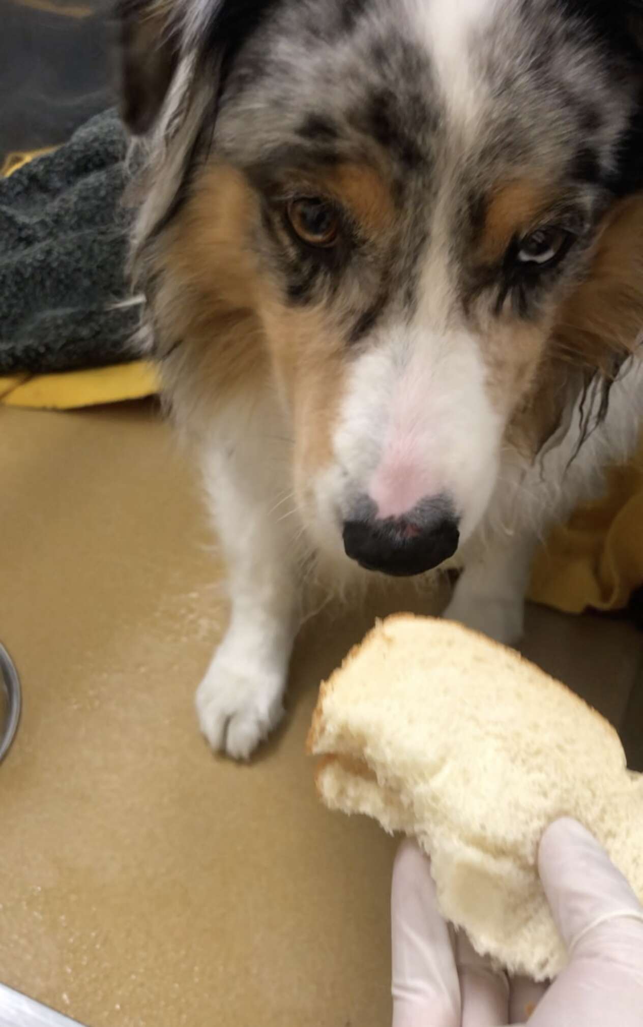 Gyanakvón szaglászta a kutya a külön neki készített szendvicset