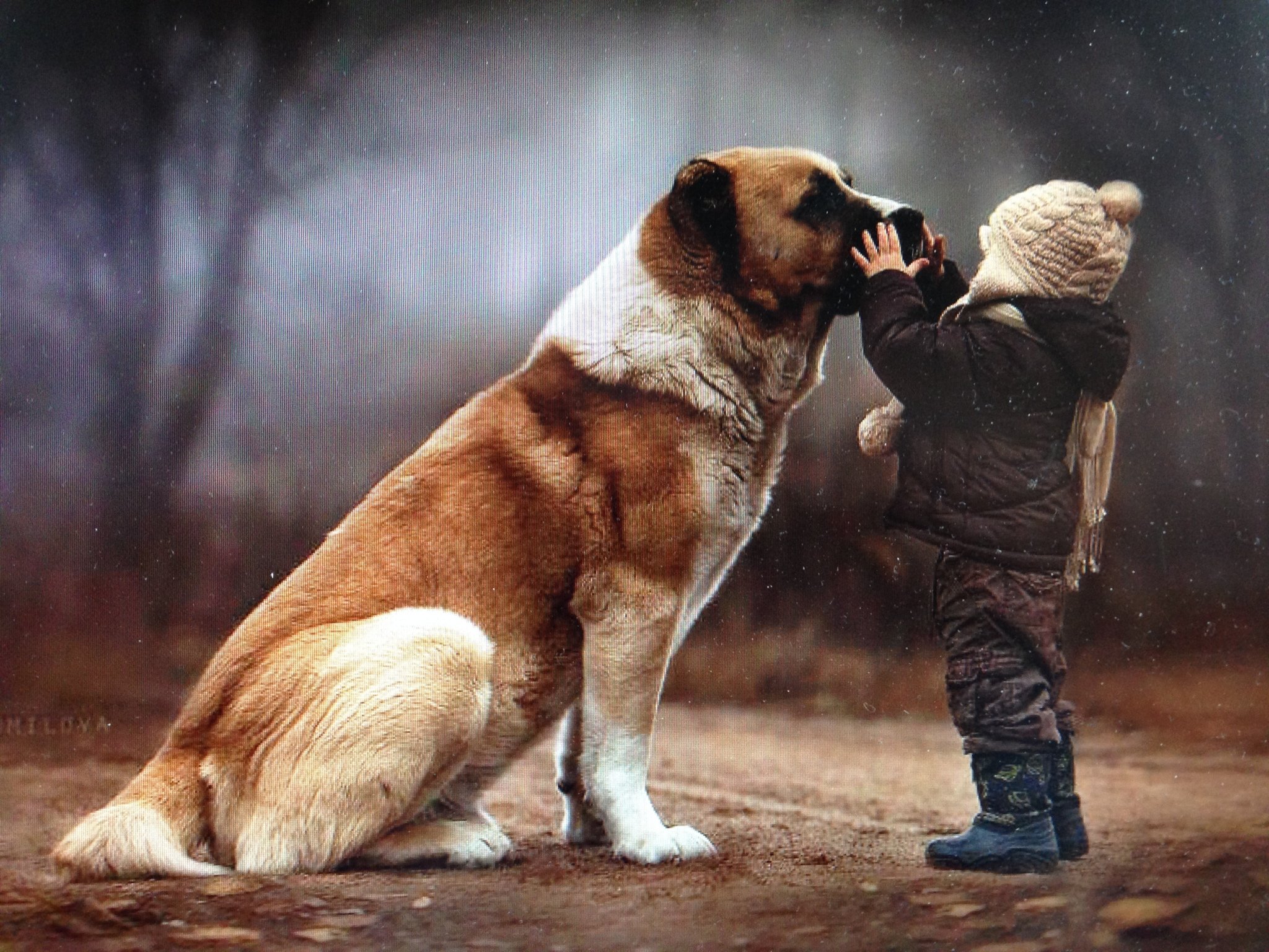 Egy gyengéd érintés - barátság kutya és gyerek között