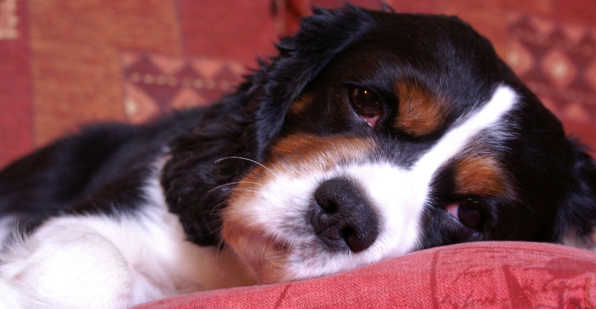 A megfázás súlyosbodása esetén vigyük a kutyát állatorvoshoz