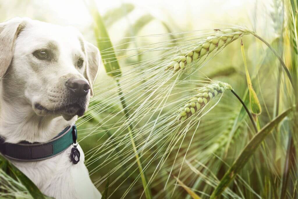 Fülproblémák kutyáknál - Tavasszal, nyáron és ősszel a magas fű, kalászos fű, toklász, bogáncs is veszélyes